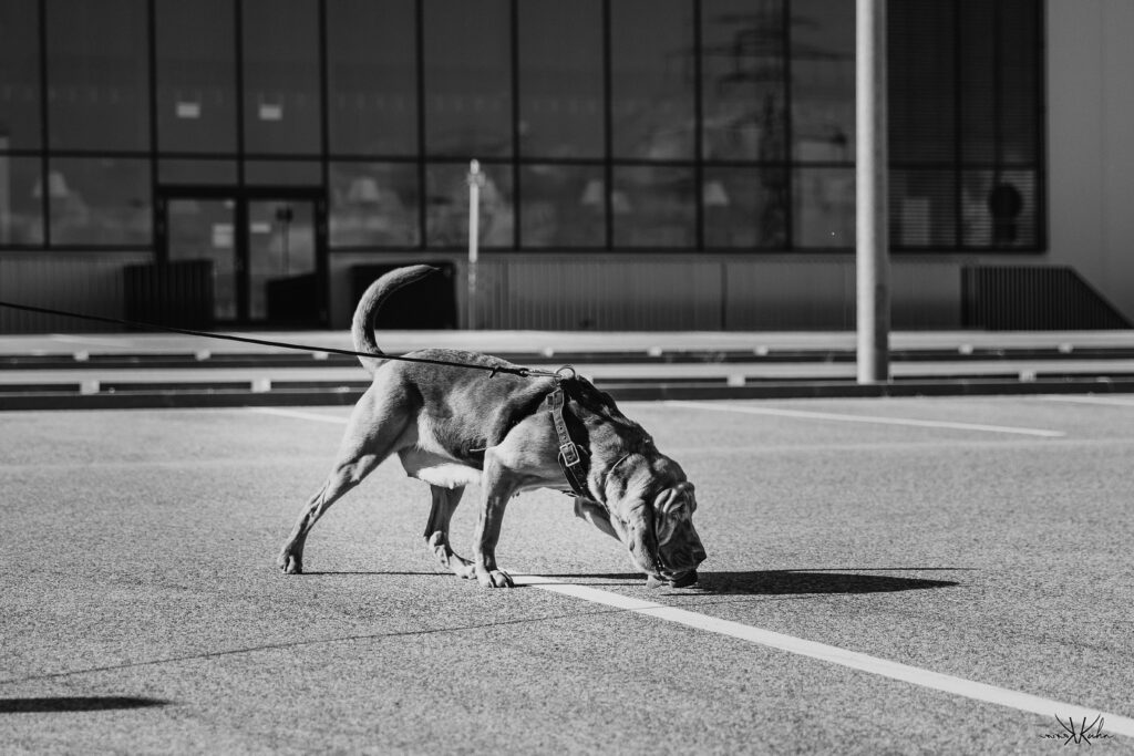 Mantrailerseminar für Einsatzhunde