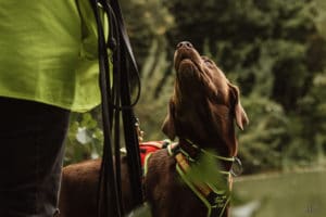 Mantrailerseminar für Einsatzhunde